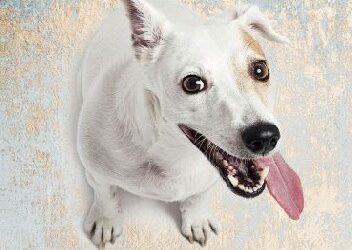 Alexandra Horowitz „Oczami psa”